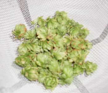 Hop Coneflowers